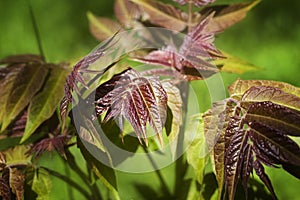 Young leaves of a walnut, Juglans regia