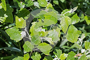 Young leaves of white poplar on sprouts, fragment close-up