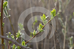 The young leaves of willow, early spring