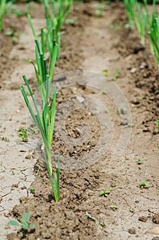 Young leek