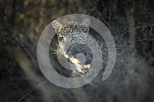 A young leopard cub