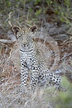 young leopard cub sitting in grass, Kruger park, South Africa