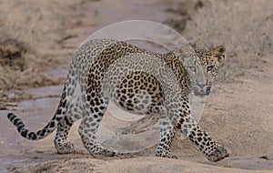 A young leopard cub walking on a wet sandy floor with sunlight.