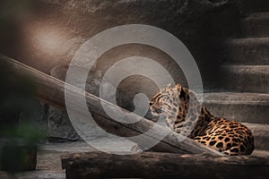 A young leopard esting on a termite mound while the sun is setting behind it