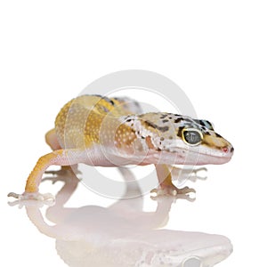 Young Leopard gecko - Eublepharis macularius