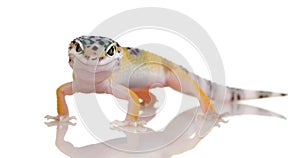 Young Leopard gecko - Eublepharis macularius