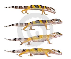 Young Leopard gecko - Eublepharis macularius