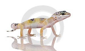 Young Leopard gecko - Eublepharis macularius