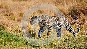 Young leopard  Panthera pardus walking