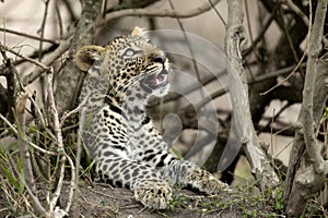 Young leopard in Serengeti, Tanzania
