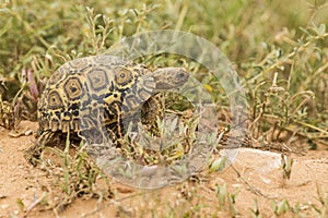 Young leopard tortoise