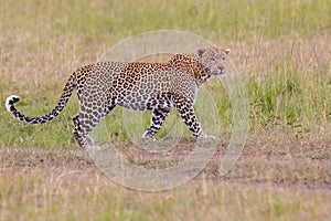 Young Leopard Walking