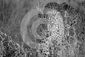 Young Leopard walking towards the camera.