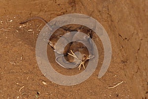 Young lesser jerboa, Jaculus jaculus