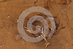 Young lesser jerboa, Jaculus jaculus