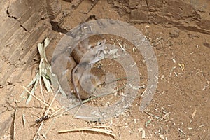 Young lesser jerboa, Jaculus jaculus