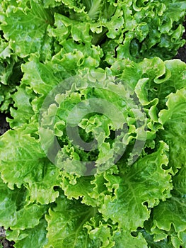 Young lettuce close up,cultivation organic  of lettuce for supermerkate on a farm,Young green shoots of lettuce close-up in natura