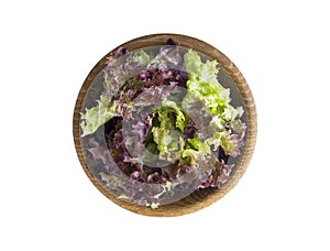 Young lettuce leaves in wooden bowl. Top view. Lettuce isolated on a white background. Purple lettuce with copy space