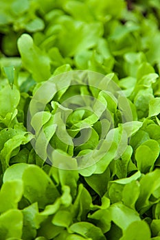 Young lettuce plants growing in garden