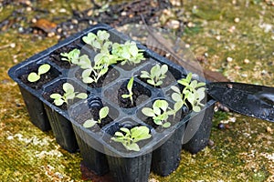 young lettuce plants growing in professional organic seedbed for the vegetable garden