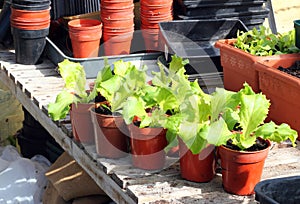 Young lettuce plants in pots.