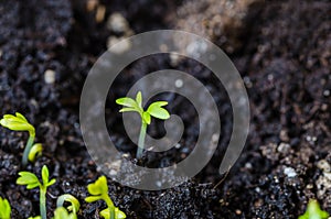 Young lettuce sprouts sprouted from that ground in the spring, turned green and beautiful