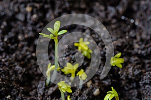 Young lettuce sprouts sprouted from that ground in the spring, turned green and beautiful