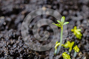 Young lettuce sprouts sprouted from that ground in the spring, turned green and beautiful