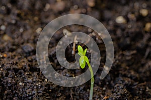 Young lettuce sprouts sprouted from that ground in the spring, turned green and beautiful