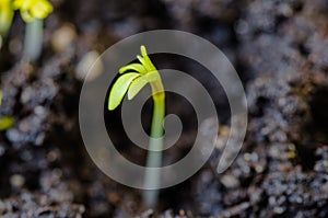 Young lettuce sprouts sprouted from that ground in the spring, turned green and beautiful