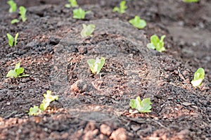 Young lettuces planted