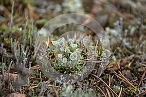 Young lichen Cladonia cristatella or British Soldier lichen close up. Nature of Karelia, Russia