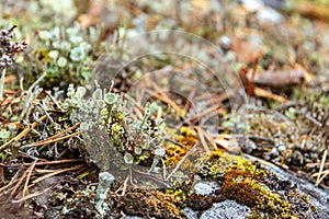 Young lichen Cladonia cristatella or British Soldier lichen. Nature of Karelia, Russia