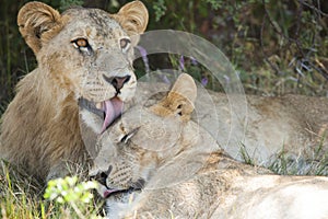 Príbuzný lízanie príbuzný mladý samec levy ležiace spoločne v odtieň z jeden má sledovať jeden môcť relaxovať 