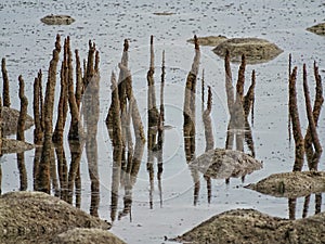 Young life of mangrove forests