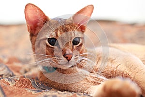 Young Light Brown Abyssinian Cat kitten