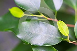 Young light green colored houseplant leaf on the branch. indoor tropical plant. concept vitality, growth and new life.