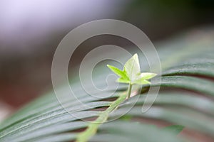 Young light green colored houseplant leaf. indoor tropical palm plant. dramatic mystery light.concept nature,vitality, growth and