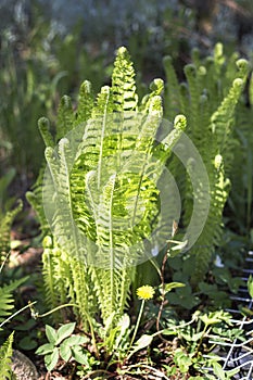 Young light green fern lit by the sun on the background of the garden.