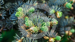 Young light green twigs on the spruce in the light rays of the soft golden sun in the park. For video presentation