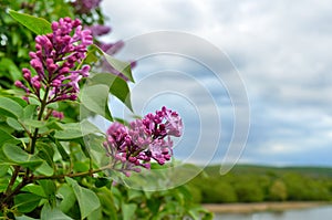 A young lilac blossomed by the river in spring