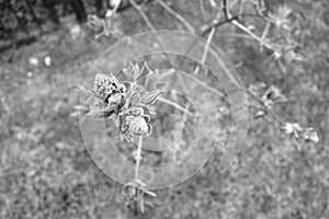 Young lilac close up in black and white