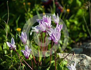 Young lilac cyclamens in spring