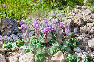 Young lilac cyclamens at sunset photo