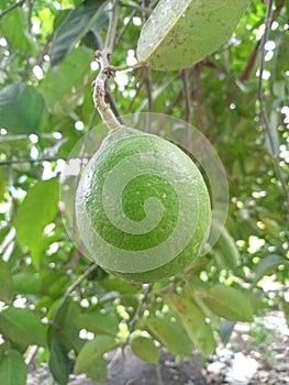 young lime fruit behind the house