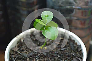 Young lime plant in recycled paper cup