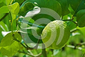 Young lime on the tree