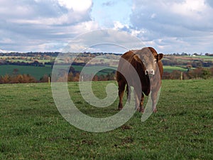 A Young Limousin Beef Bull