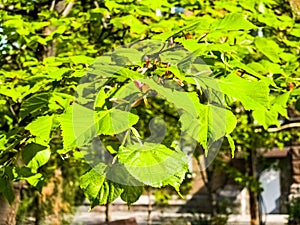 Young linden tree leaves and buds in the spring, Tilia tree