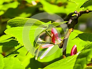 Young linden tree leaves and buds in the spring, Tilia tree